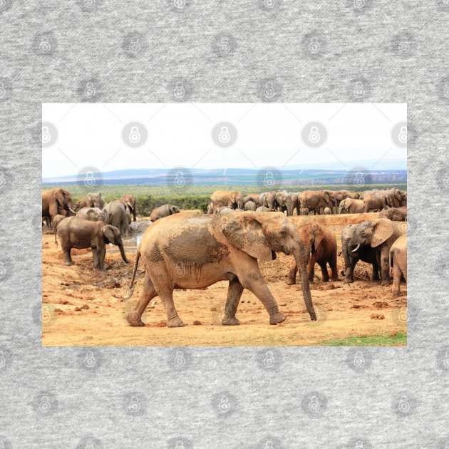 African Wildlife Photography Elephant Cameo by PathblazerStudios